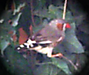 mandarin m&acirc;le
